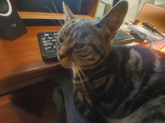 A silver-brown tabby with large pointy ears is side eyeing the camera, looking pleased with herself. Just behind her is a wooden desk with a keyboard.
