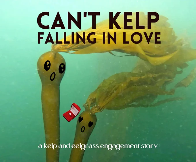 Two fonds of kelp stare lovingly into each other's illustrated eyes as one proposes marriage to the other. A movie title overlays the scene, reading: Can't Kelp Falling In Love: A Kelp and Eelgrass Engagement Story. It's the greatest Washington-based love story since Twilight.