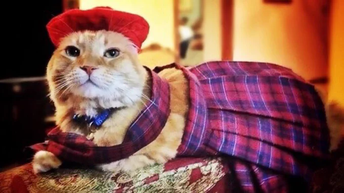 Cat wearing a red and purple tartan kilt and sash with beret