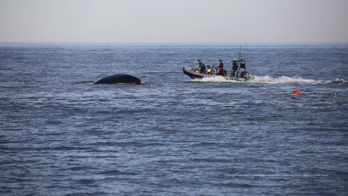 Responders attempt to cut fishing rope off a whale as it breaches from their boat.