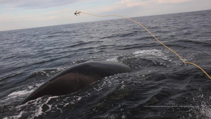 A rope with a three-pronged hook is thrown across a whale's back to catch the rope its entangled in.