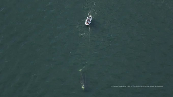 Responders trail a whale in a boat in an attempt to disentangle the whale.