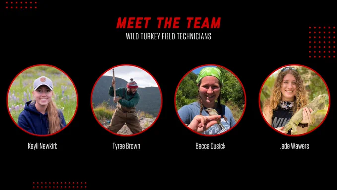 Graphic reads "Meet the team: wild turkey field technicians". Four photos showcase the technicians.