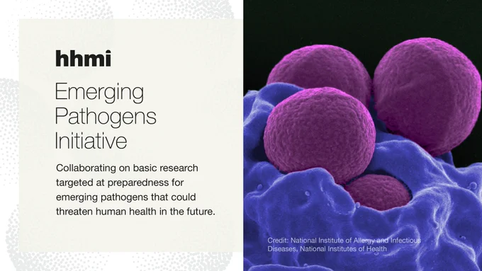 Graphic describing the new HHMI Emerging Pathogens Initiative. Image is divided in half. On the left, on an off white background, text reads, "Collaborating on basic research targeted at preparedness for emerging pathogens that could threaten human health in the future." On the right is a blue and purple photo of MRSA bacteria