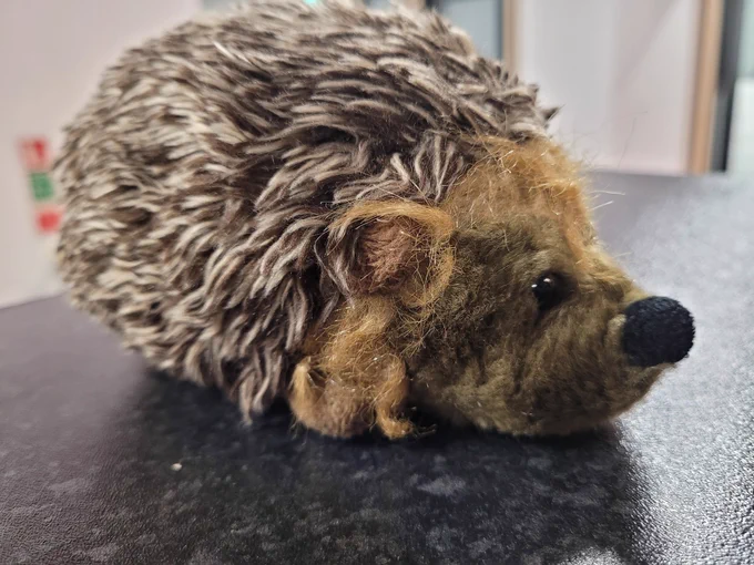 Cuddley Toy Hedgehog