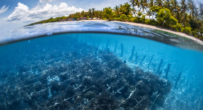 A seaweed farm underwater near a coastline