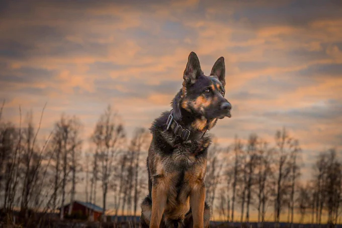 Lapin poliisilaitoksen poliisikoira Mörkö