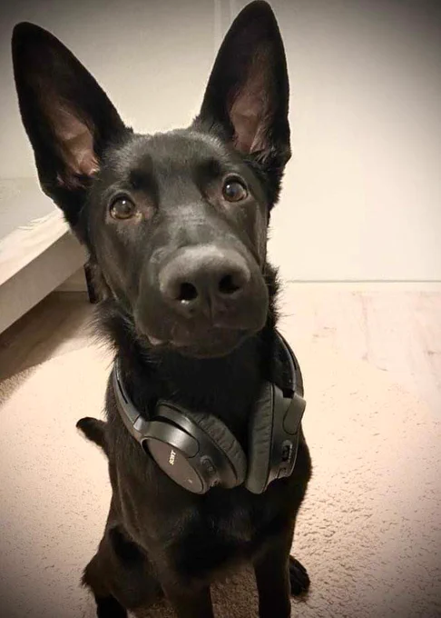 Lapin poliisilaitoksen poliisikoira Elvis