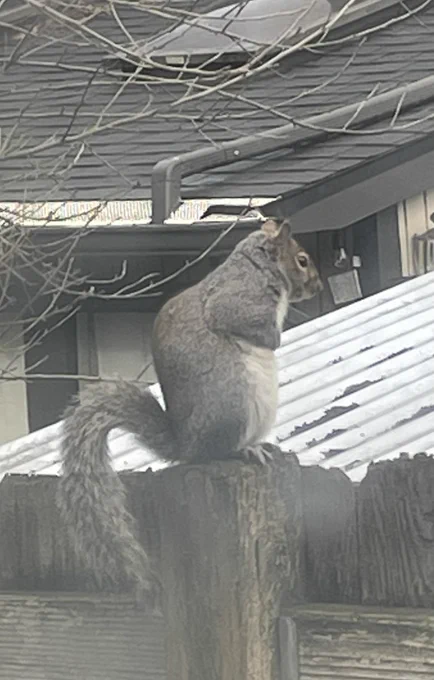 A gray American squirrel standing on its hind legs with its arms held close to its body, presumably for warmth.