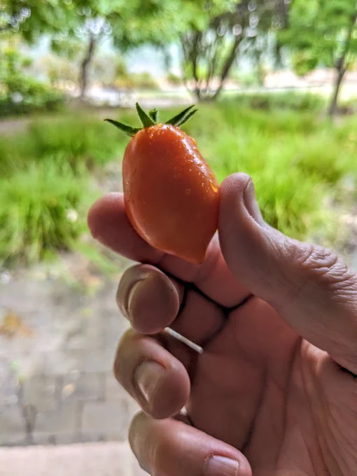 A hand holding a mostly ripe San Marzano tomato.