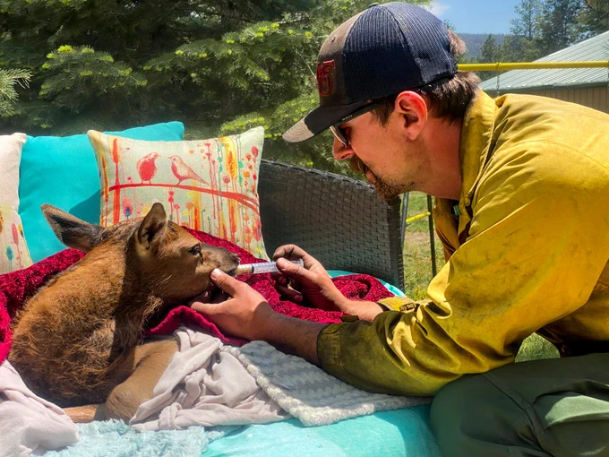 A firefighter crouches near an elk calf nestled in blankets on a piece of patio furniture. He uses a syringe to carefully feed the calf. Photo by Nate Sinks and Lisa Bartley.