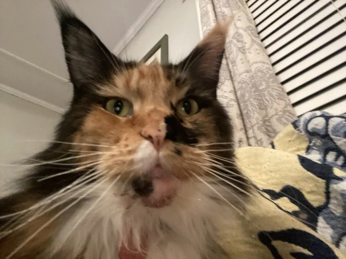 Big Lou, a calico Maine Coon, with chin acne