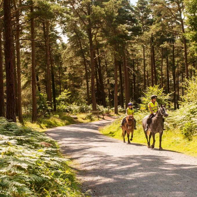 Two people horse riding through a sunny forest.