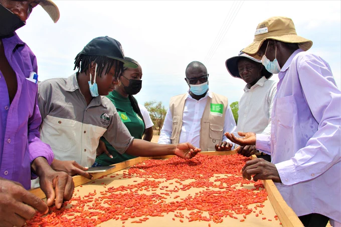 A group of six people select chillies on a flat bed spread with the pods