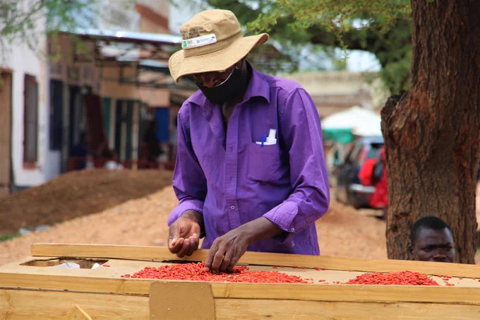 A man in a hat selects chillies