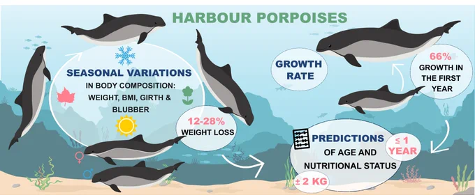 • We used von Bertalanffy growth curve to enable age prediction of harbour porpoises.

• Harbour porpoises grow 66% during the first year.

• Asymptotic length was reached after 4 years.

• Large seasonal variations in body mass, girth and blubber thickness were evident.

• It is possible to predict individual body mass ± 2 kg using length and girth.

• Enables investigations of nutritional state by measurements of the Body Mass Index.
