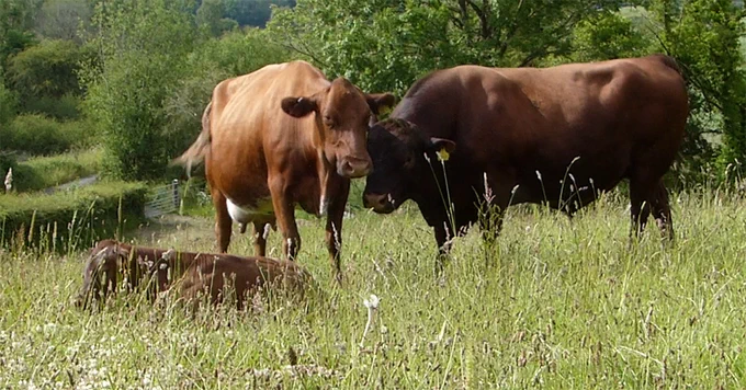 pasture and cows