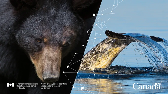 Split image taken from the publication document cover page showing a black bear on the left and hunchback whale on the right.