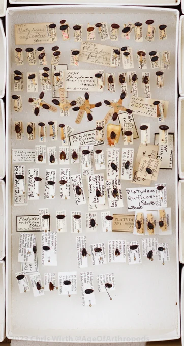 A long, rectangular tray of small, black beetles with a variety of old and new labels