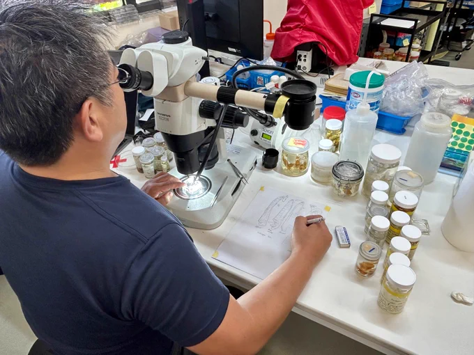 Photo of Dr Tohru Naruse using a microscope to observe brachyuran crab specimens in the lab, while illustrating the specimen on paper with his right hand.