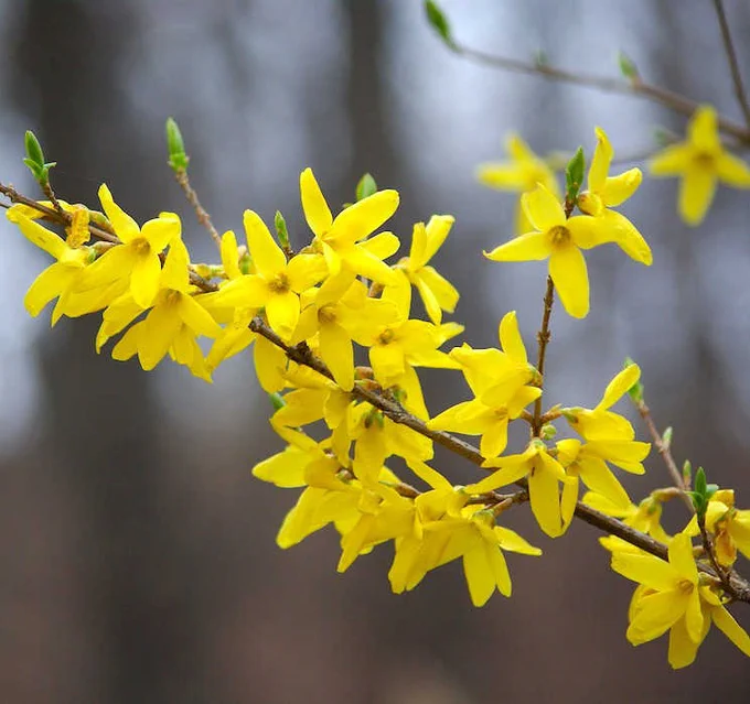 Im Bild: Forsythie (Forsythia × intermedia)