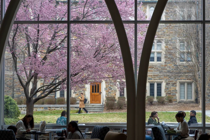 Pink flowers bloom on a tree outside of Perkins Library. The photo was taken inside the library, so the arches of the window frame are visible