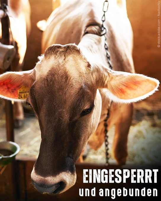 Rind im Stall an einer Kette angebunden. Bildtext: Eingesperrt und angebunden