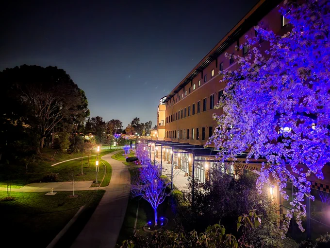 Blossom tree lit purple near the Student Center at night. 
