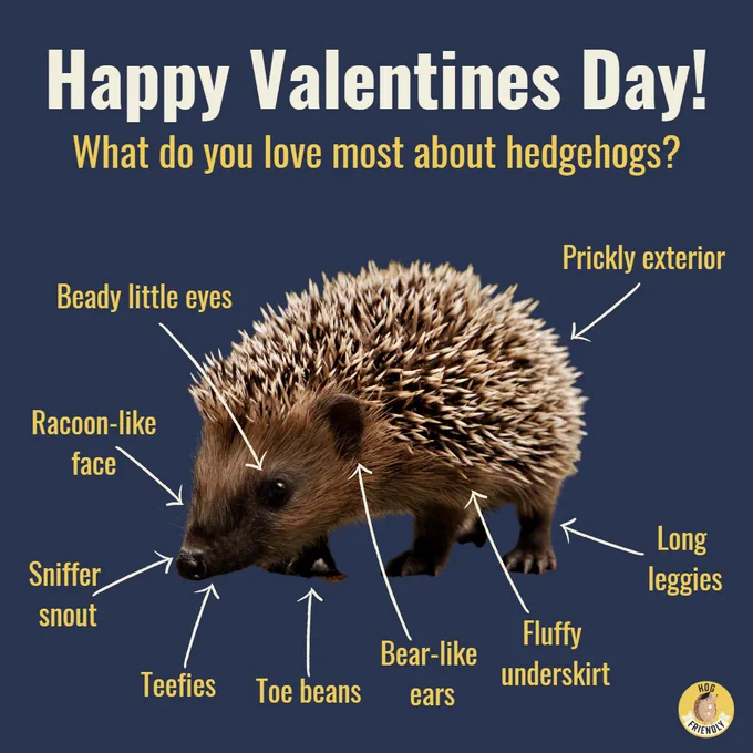 Happy Valentines Day! The image displays a hedgehog in the centre with arrows pointing to different parts of a hedgehog. What do you love most about hedgehogs? Is their beady little eyes, raccoon-like faces, sniffer snout, teefies, toe beans, bear-like ears, fluffy underskirt, long leggies or prickly exterior?