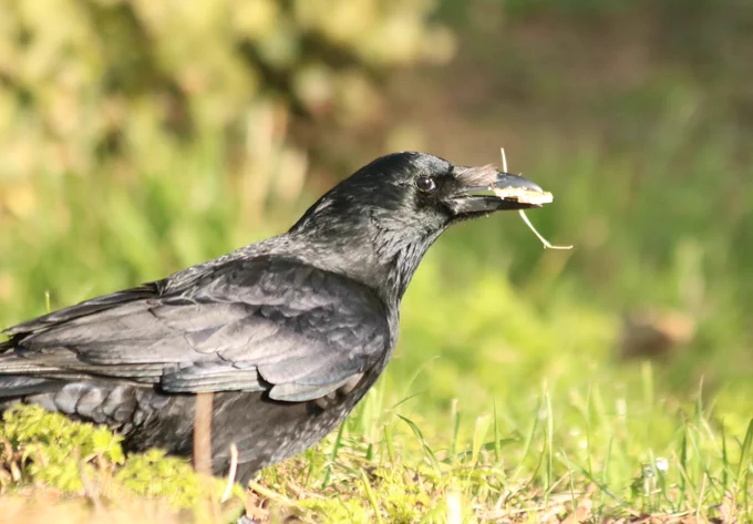 Photo of a crow who is standing amongst some grass with soft focus shrubs in the background. Crow is facing left to right and is side-eying the camera. Crow has some food and a small twig in their beak.