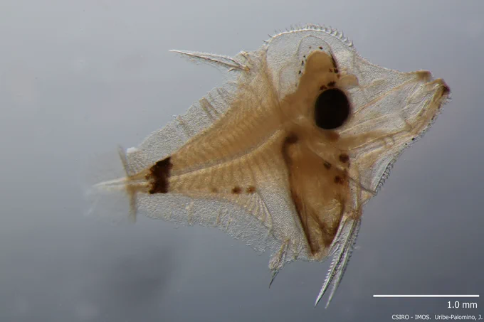 Acanthurid fish larvae, by Julian Uribe-Palomino IMOS-CSIRO