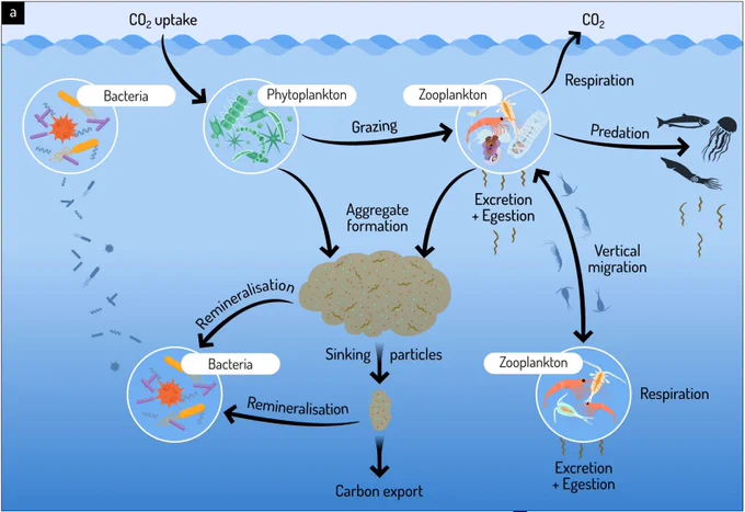 The role of marine zooplankton in the biological carbon pump (graphic by Stacey McCormack, Visual Knowledge)