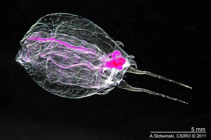 Solitary salp Thalia democratica (photo by Anita Slotwinski CSIRO)
