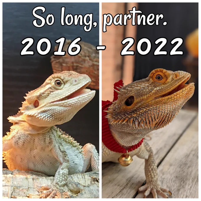Bullseye the bearded dragon as a baby and at 4.5 years old, a side by side collage with the words So long, partner. 2016-2022. 