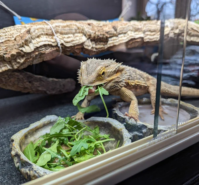 Skowt the bearded dragon monching some rocket leaves with his foot in his water bowl. His log, cave and hammock can be seen in the background. 