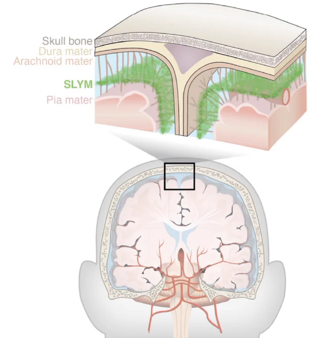Detail of newly discovered brain layer.