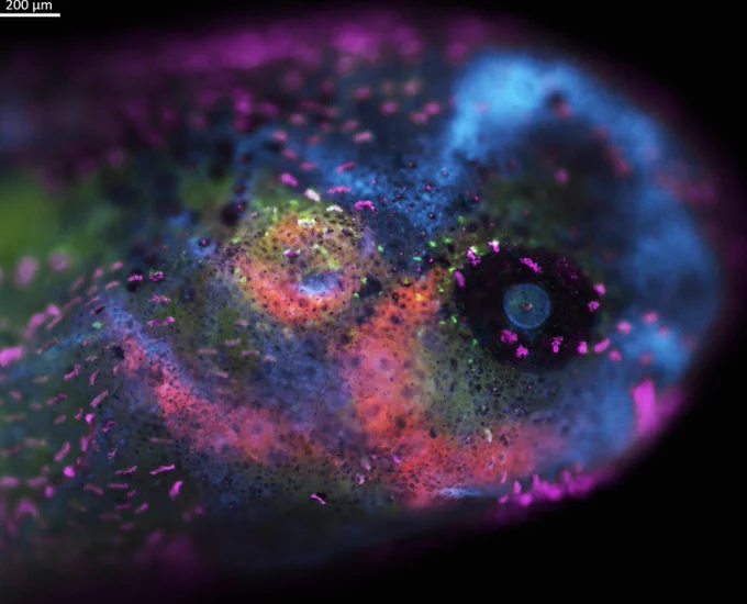 Immunohistochemistry in an axolotl tadpole