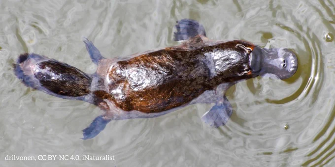 A photo of a swimming platypus. Its brown body resembles that of a beaver, as does its paddle-tail. However, it has flipper-like feet and a duck-billed face.