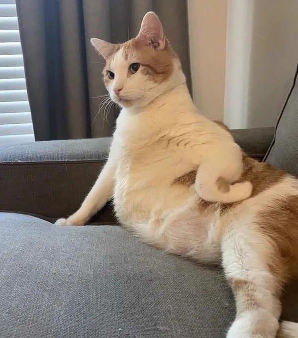 ginger and white cat sitting with its paw on its hip like a sassy mama 