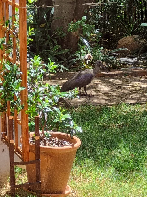 A Hadada ibis standing on paving stones, staring at the lawn. 