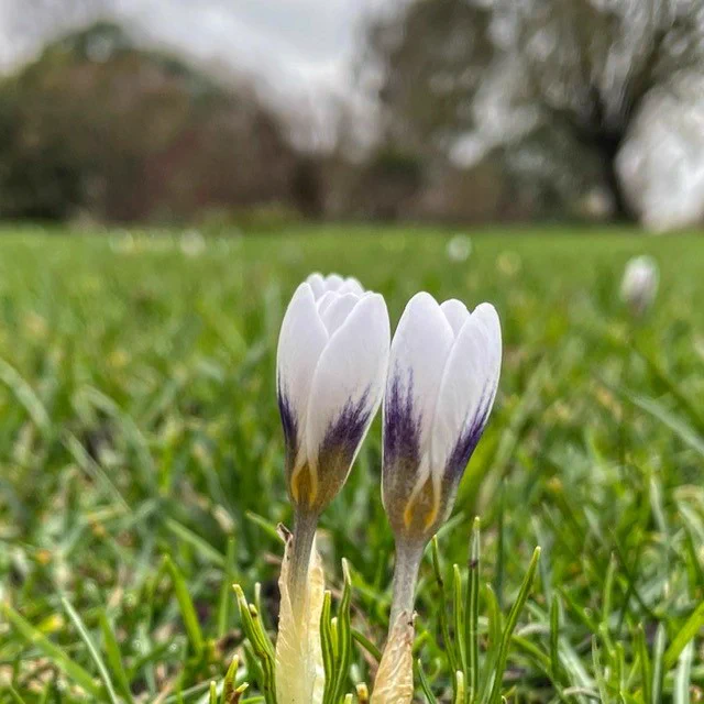 Close up of white and purple crocus buds popping up on the grass.

Photo taken by @gunnlin1952 on Instagram.