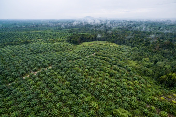 Oil palm by Nanang Sujana/CIFOR