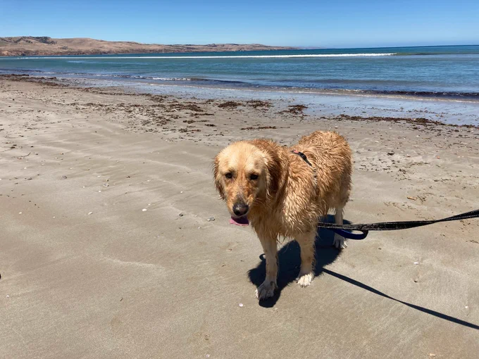 Panko the golden retriever is at the beach. He's on the sand with the water behind him. He's been for a swim and his fur is wet