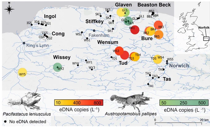 P. leniusculus and A. pallipes eDNA detections in 10 river catchments across Norfolk, UK. Ingol (IG 1-5), Cong (CG 1-5), Stiffkey (SK 1-5), Beaston Beck (BB 1-5), Wissey (WY 1-5), Wensum (WS 1-5), Bure (BR 1-5), Tud (TD 1-5), Tas (TA 1-5). 