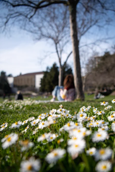 Photograph taken on Memorial Glade at the University of California, Berkeley. Student sitting with back resting against tree in background. Wild flowers growing in the grass are in the foreground.