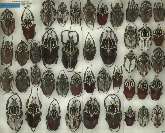 Goliathkäfer in mehreren Reihen in einem Insektenkasten des MfN Berlin mit QR-Code
