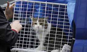 Larry arriving at Downing Street in a cage