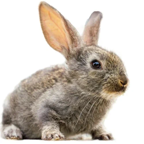 rabbit