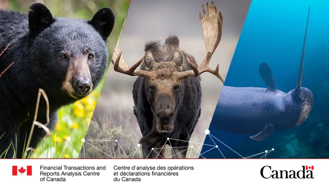 Split image: Black bear, moose and narwhal.