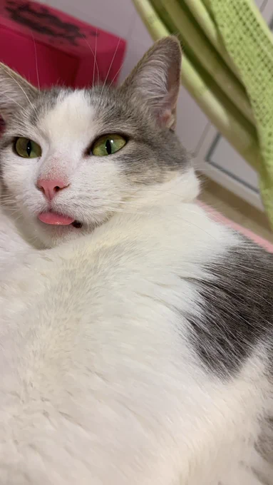 gray and white cat with a perfect mlem